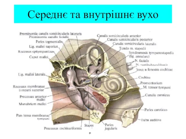 Середнє та внутрішнє вухо