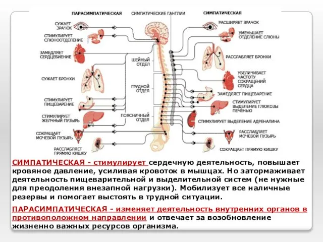 СИМПАТИЧЕСКАЯ - стимулирует сердечную деятельность, повышает кровяное давление, усиливая кровоток в