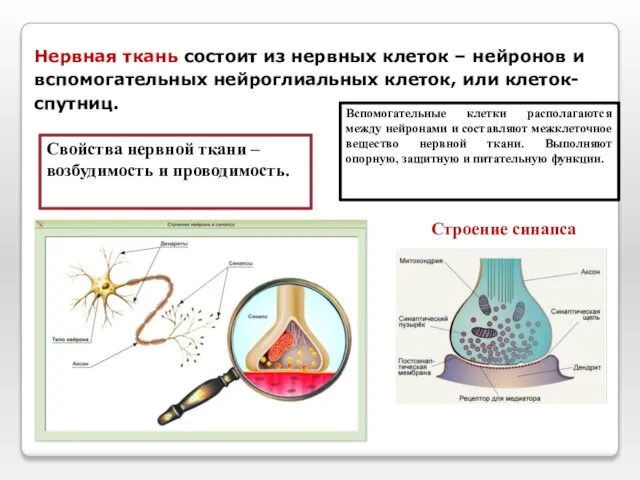 Нервная ткань состоит из нервных клеток – нейронов и вспомогательных нейроглиальных