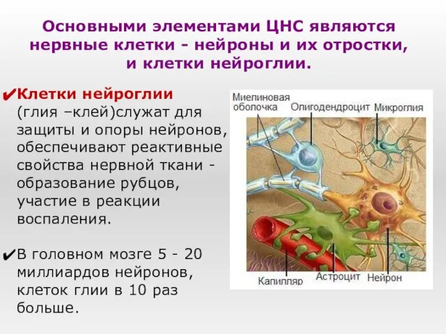 Клетки нейроглии (глия –клей)служат для защиты и опоры нейронов, обеспечивают реактивные