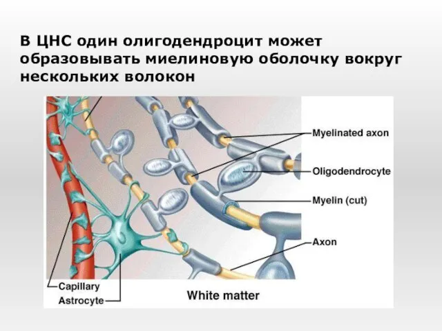 В ЦНС один олигодендроцит может образовывать миелиновую оболочку вокруг нескольких волокон