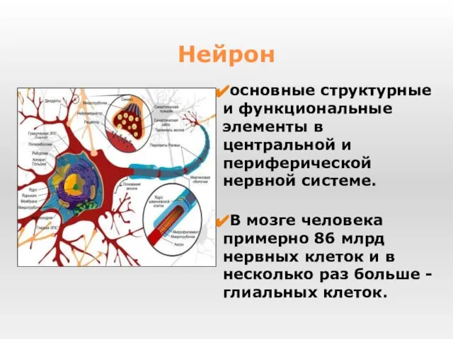 основные структурные и функциональные элементы в центральной и периферической нервной системе.