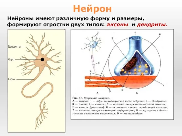 Нейроны имеют различную форму и размеры, формируют отростки двух типов: аксоны и дендриты. Нейрон