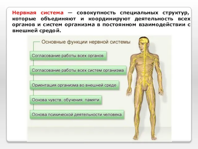 Нервная система — совокупность специальных структур, которые объединяют и координируют деятельность