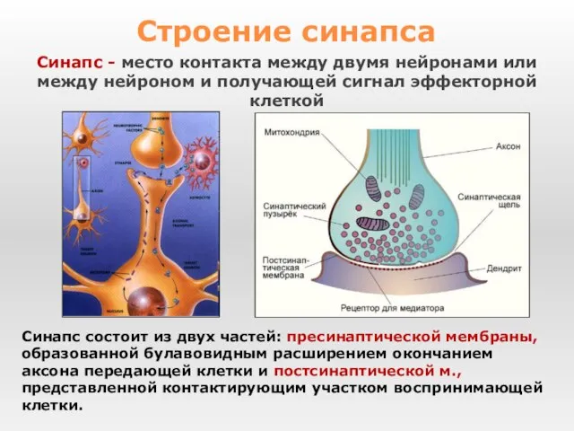 Синапс - место контакта между двумя нейронами или между нейроном и