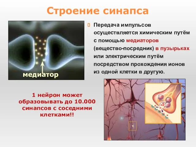 Строение синапса Передача импульсов осуществляется химическим путём с помощью медиаторов (вещество-посредник)