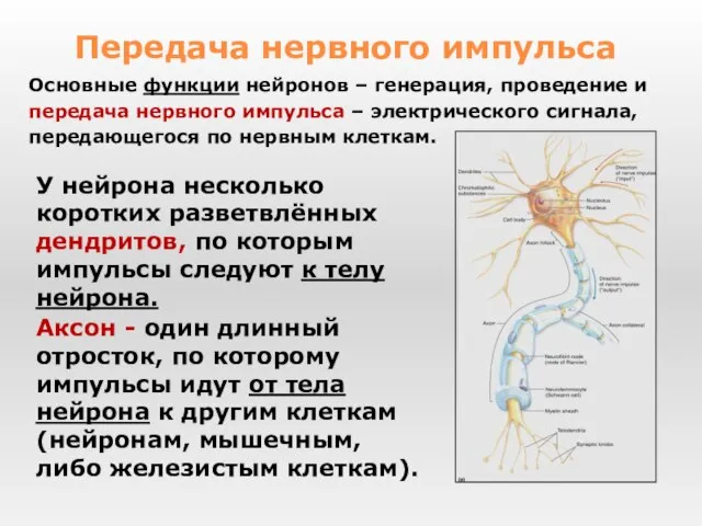 У нейрона несколько коротких разветвлённых дендритов, по которым импульсы следуют к