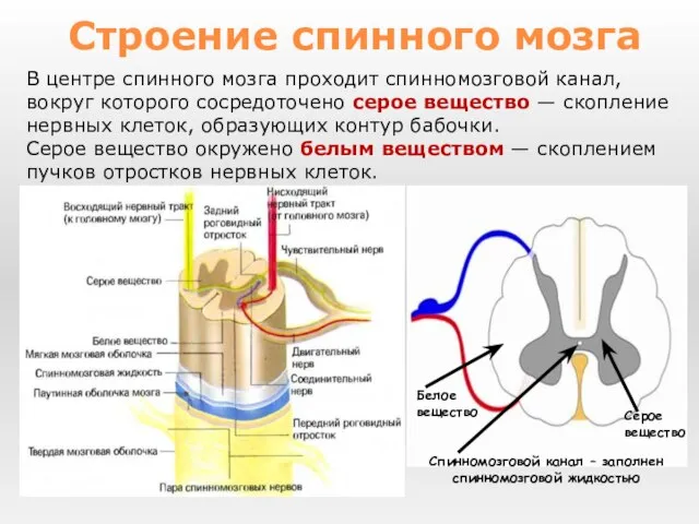 В центре спинного мозга проходит спинномозговой канал, вокруг которого сосредоточено серое