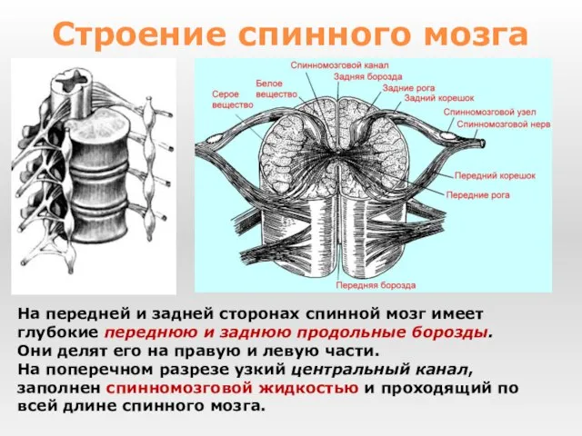 На передней и задней сторонах спинной мозг имеет глубокие переднюю и