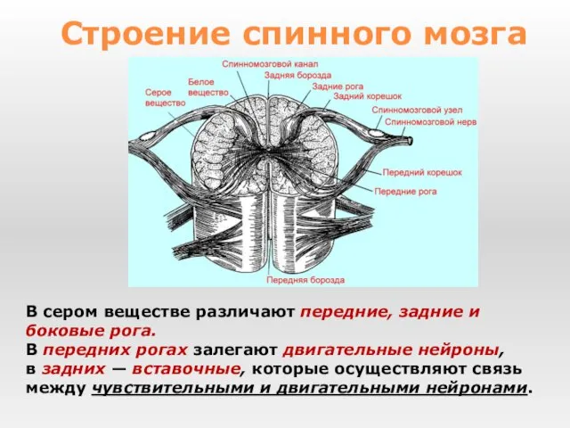 В сером веществе различают передние, задние и боковые рога. В передних