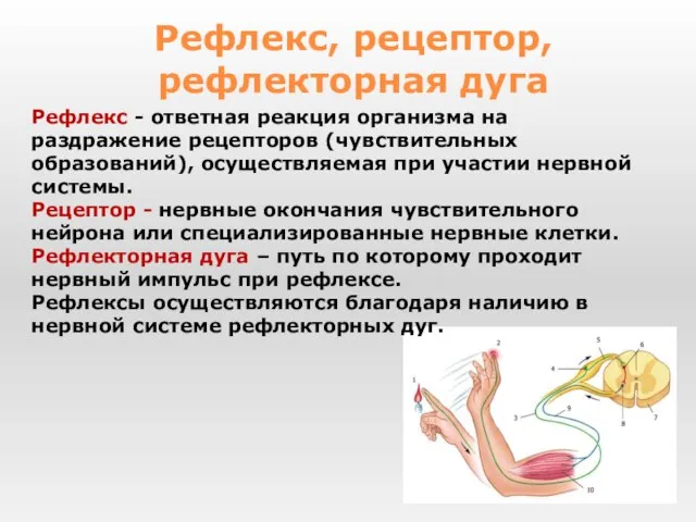 Рефлекс - ответная реакция организма на раздражение рецепторов (чувствительных образований), осуществляемая