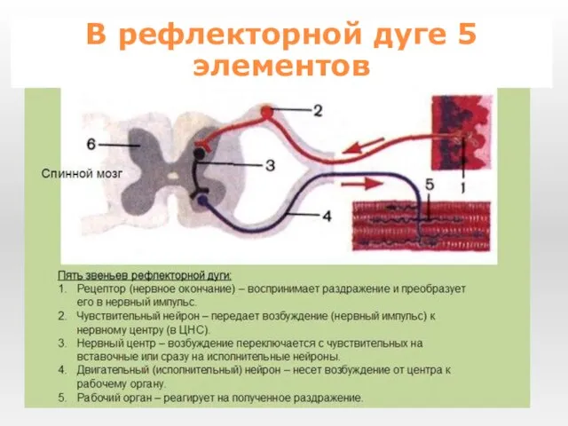 В рефлекторной дуге 5 элементов