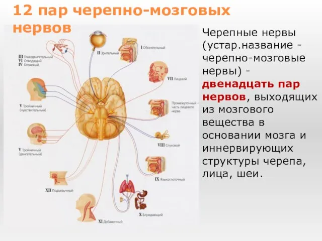 Черепные нервы (устар.название - черепно-мозговые нервы) - двенадцать пар нервов, выходящих