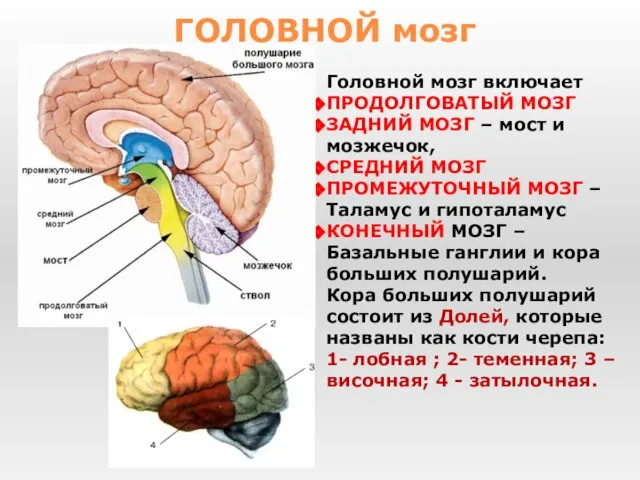 Головной мозг включает ПРОДОЛГОВАТЫЙ МОЗГ ЗАДНИЙ МОЗГ – мост и мозжечок,