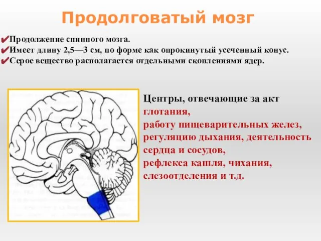 Продолжение спинного мозга. Имеет длину 2,5—3 см, по форме как опрокинутый