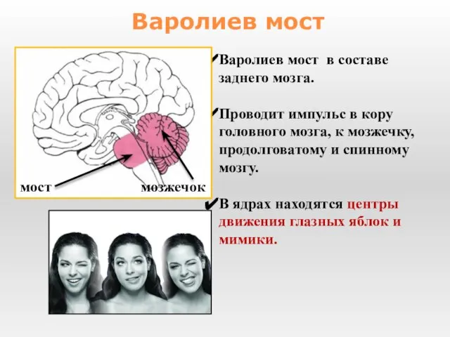 Варолиев мост в составе заднего мозга. Проводит импульс в кору головного