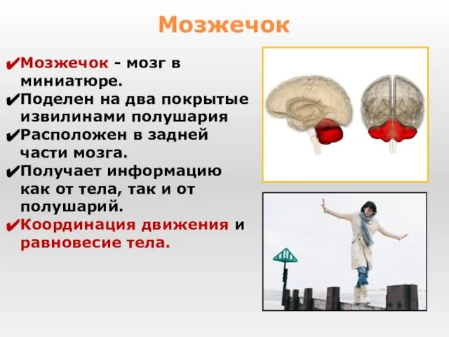 Мозжечок - мозг в миниатюре. Поделен на два покрытые извилинами полушария