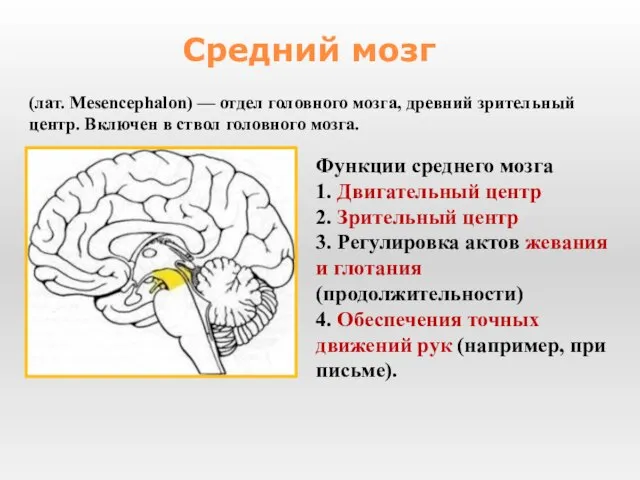 Функции среднего мозга 1. Двигательный центр 2. Зрительный центр 3. Регулировка