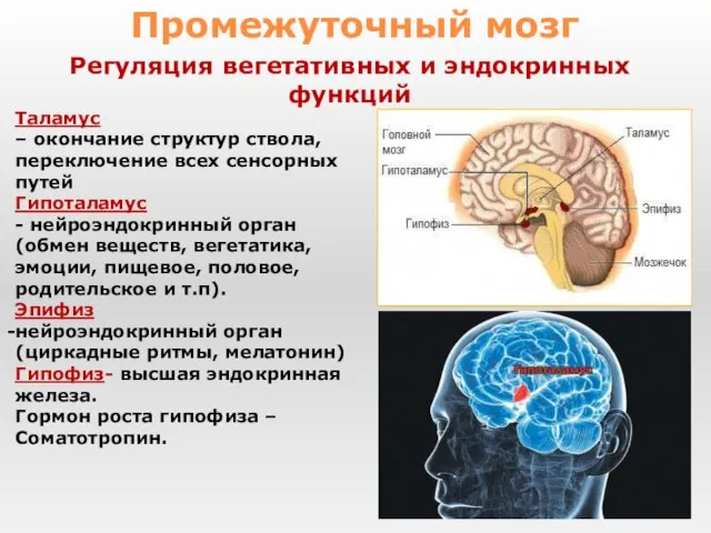 Таламус – окончание структур ствола, переключение всех сенсорных путей Гипоталамус -