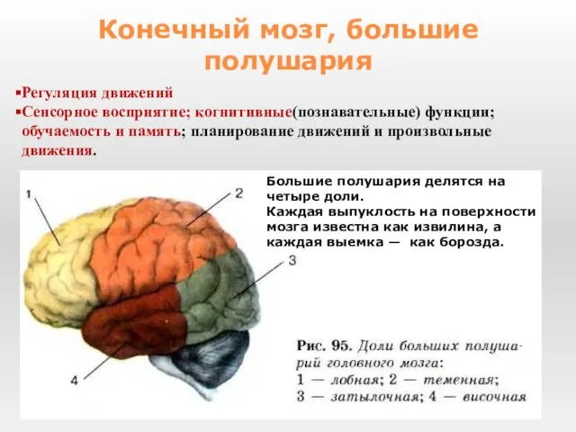 Регуляция движений Сенсорное восприятие; когнитивные(познавательные) функции; обучаемость и память; планирование движений