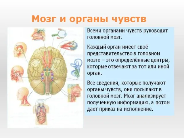 Мозг и органы чувств