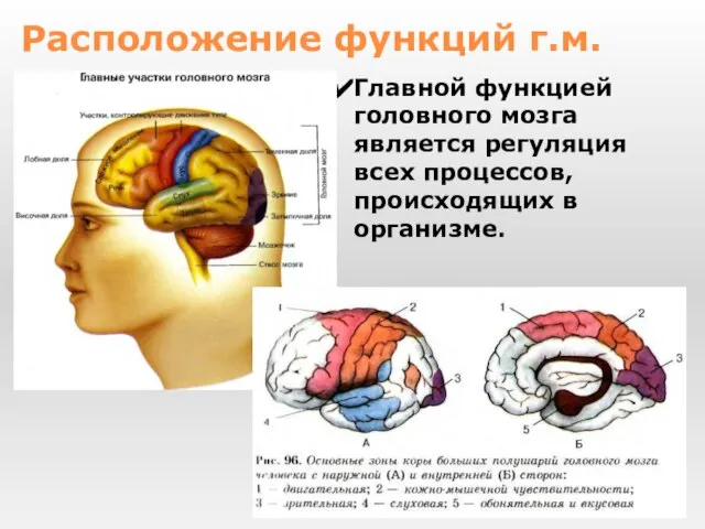 Главной функцией головного мозга является регуляция всех процессов, происходящих в организме. Расположение функций г.м.