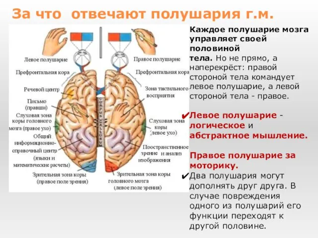 Каждое полушарие мозга управляет своей половиной тела. Но не прямо, а