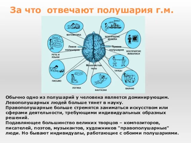 Обычно одно из полушарий у человека является доминирующим. Левополушарных людей больше