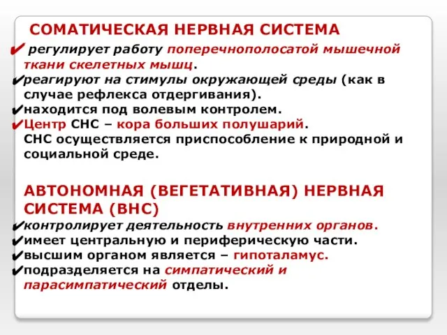 СОМАТИЧЕСКАЯ НЕРВНАЯ СИСТЕМА регулирует работу поперечнополосатой мышечной ткани скелетных мышц. реагируют