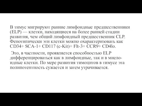 В тимус мигрируют ранние лимфоидные предшественники (ELP) — клетки, находящиеся на