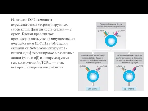 На стадии DN2 тимоциты перемещаются в сторону наружных слоев коры. Длительность