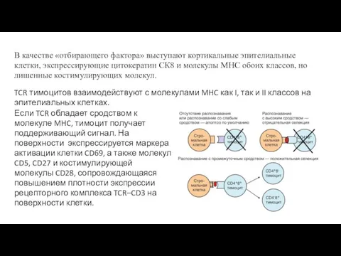 Если TCR обладает сродством к молекуле MHC, тимоцит получает поддерживающий сигнал.