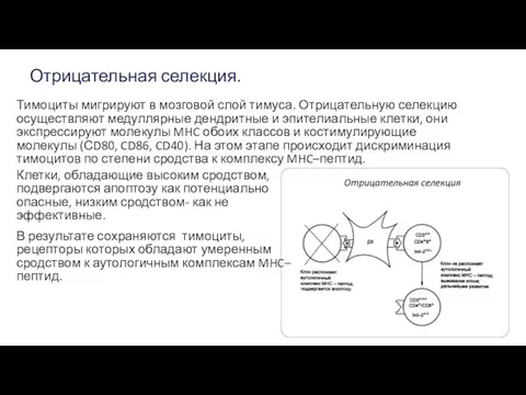 Отрицательная селекция. Клетки, обладающие высоким сродством, подвергаются апоптозу как потенциально опасные,