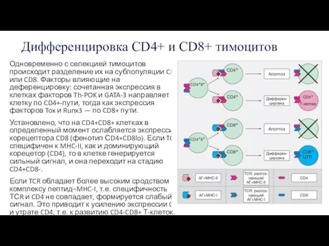 Дифференцировка CD4+ и CD8+ тимоцитов Одновременно с селекцией тимоцитов происходит разделение