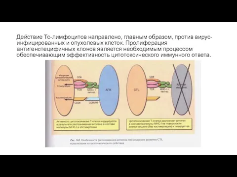Действие Тс-лимфоцитов направлено, главным образом, против вирус-инфицированных и опухолевых клеток. Пролиферация