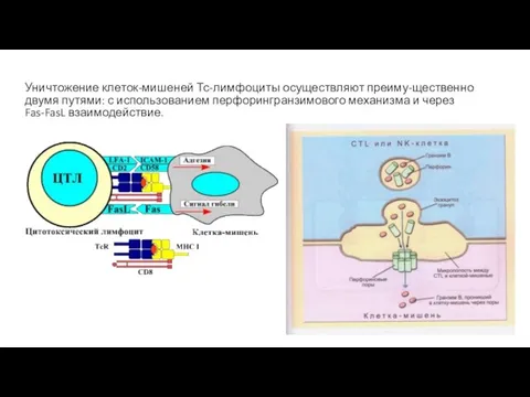 Уничтожение клеток-мишеней Тс-лимфоциты осуществляют преиму-щественно двумя путями: с использованием перфорингранзимового механизма и через Fas-FasL взаимодействие.