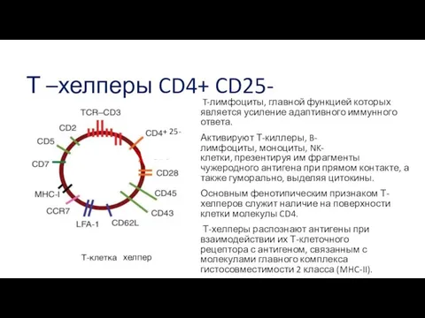 Т –хелперы CD4+ CD25- T-лимфоциты, главной функцией которых является усиление адаптивного