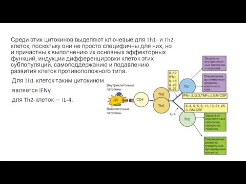 Среди этих цитокинов выделяют ключевые для Th1- и Th2-клеток, поскольку они