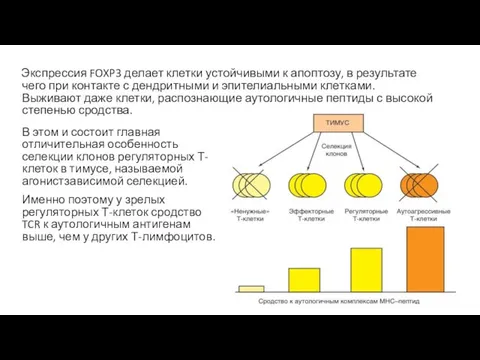 Экспрессия FOXP3 делает клетки устойчивыми к апоптозу, в результате чего при