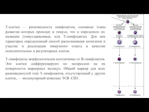 Т-клетки — разновидность лимфоцитов, основные этапы развития которых проходят в тимусе,