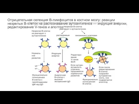 Отрицательная селекция В-лимфоцитов в костном мозгу: реакции незрелых В-клеток на распознавание