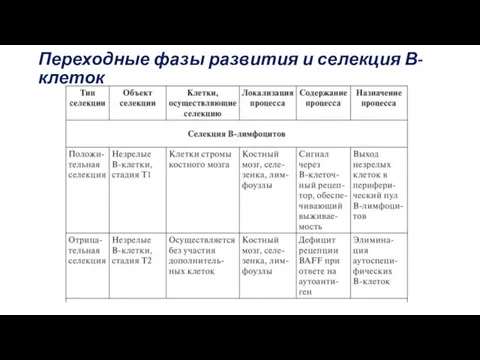 Переходные фазы развития и селекция В-клеток