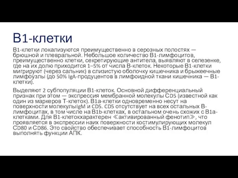 В1-клетки В1-клетки локализуются преимущественно в серозных полостях — брюшной и плевральной.