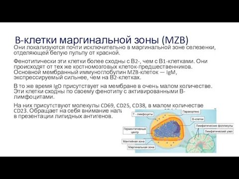 B-клетки маргинальной зоны (MZB) Они локализуются почти исключительно в маргинальной зоне