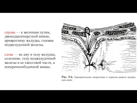 справа — к желчным путям, двенадцатиперстной кишке, привратнику желудка, головке поджелудочной