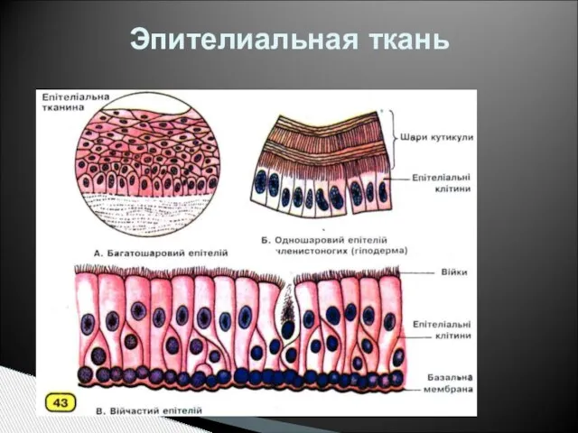 Эпителиальная ткань