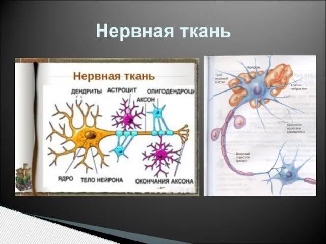 Нервная ткань