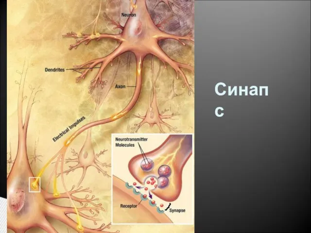 Синапс