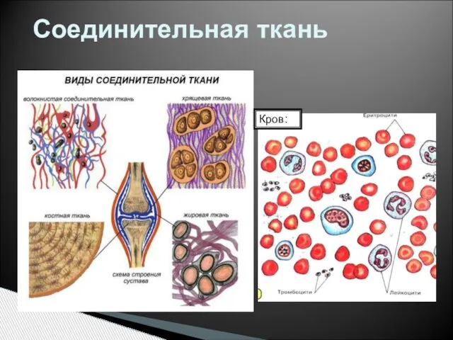 Соединительная ткань Кров: