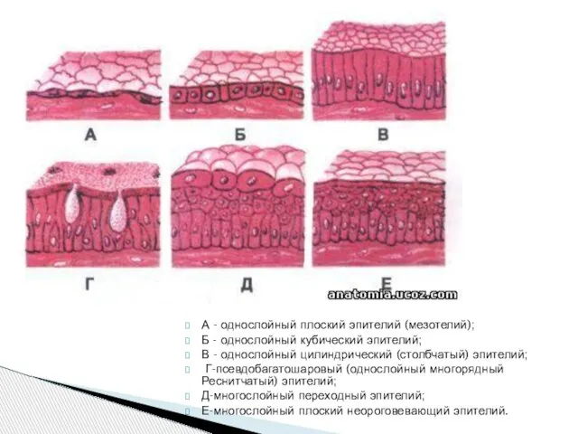 А - однослойный плоский эпителий (мезотелий); Б - однослойный кубический эпителий;